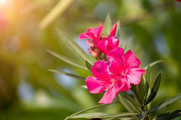 Pink oleander flower on the tree with soft sunlight in the morning
