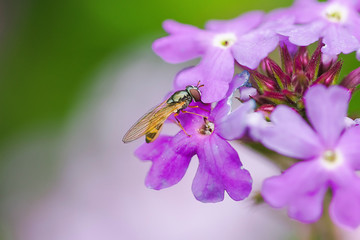 Bee and flower