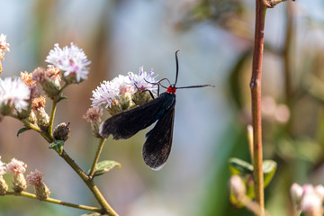 O inseto na natureza