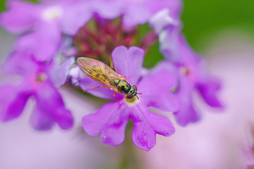 Bee and flower