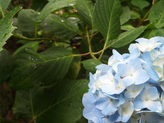 Japan Hyougo Nishiwaki rain hydrangea