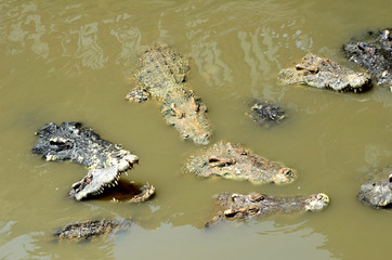 Large crocodiles swim in public swamps.