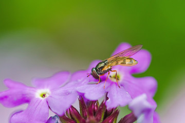 Bee and flower