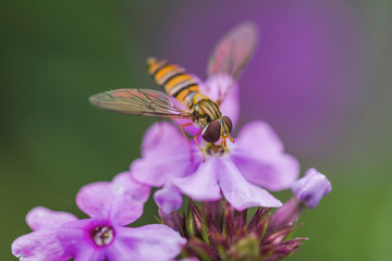Bee and flower