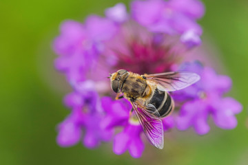 Bee and flower