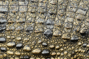 Crocodile's body And crocodile skin