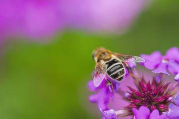 Bee and flower