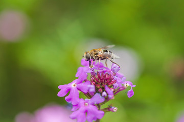Bee and flower