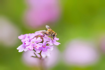 Bee and flower