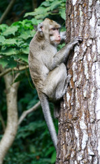Cynomolgus monkey or Crab-eating macaque at the Tidar Hill in Magelang City, Central Java, Indonesia.