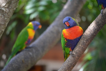 rainbow lorikeet in a tree