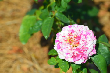 Thomasville rose garden 0227