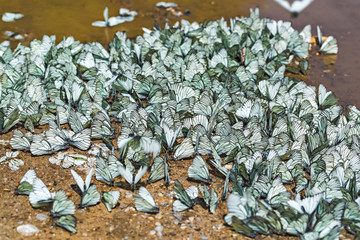 Large day butterfly - Hawthorn (lat. Aporia crataegi)