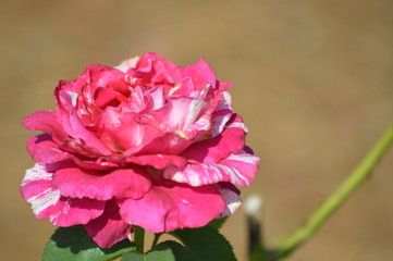 Thomasville rose garden 0229