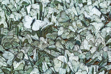 Large day butterfly - Hawthorn (lat. Aporia crataegi)