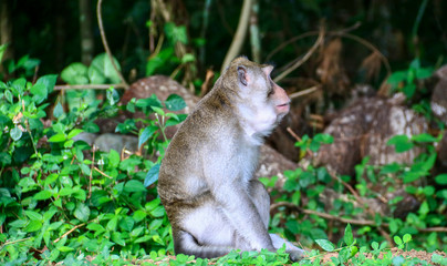 Naklejka na ściany i meble Cynomolgus monkey or Crab-eating macaque at the Tidar Hill in Magelang City, Central Java, Indonesia.