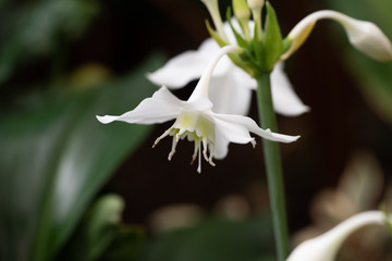 Macro of white Amazon lily