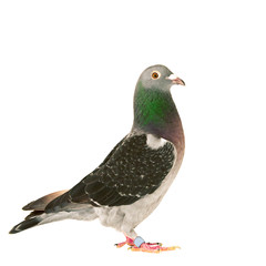 full body of speed racing pigeon bird standing isolate white background