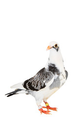 full body of speed racing pigeon bird standing isolate white background