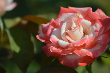 Thomasville rose garden 0232