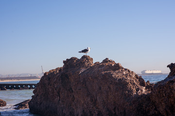 Seagull sitting on rock looking in direction of the ocean