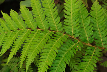 Obraz premium Helecho de invernadero, tan verde a pesar del calor