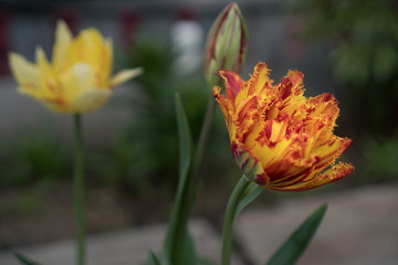 One red-orange terry tulip flower in the garden against another yellow tulip flower. Effective flower of a tulip of a fiery coloring with terry petals. Use for cards, prints