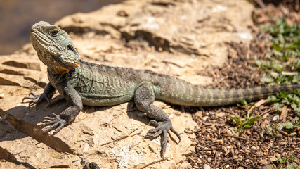 australian wild reptile