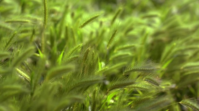 Natural green spikes of foxtail fountain/ swamp foxtail weed grass growing on blurred background on a summer sunny day in the wild nature outdoor. Agriculture flower - Setaria viridis or Wild Millet.