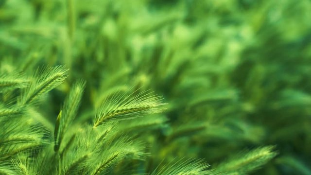 The grass sways beautiful in the wind. Natural green spikes of foxtail fountain/ swamp foxtail weed growing on blurred background on a summer sunny day in the wild nature outdoor.
