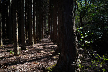 日本の金勝山で撮影した森のイメージ