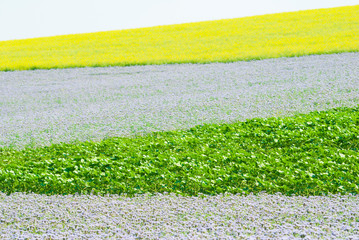 Phacelia and oilseed rape agricultural fields flowering at summertime