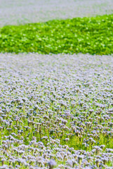 Phacelia agricultural fields flowering at summertime