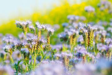 Phacelia and oilseed rape agricultural fields flowering at summertime