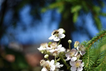 Honeybee is hunting nectar from blackberry flower