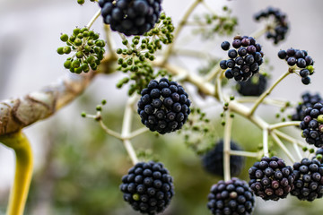blackberries on a branch