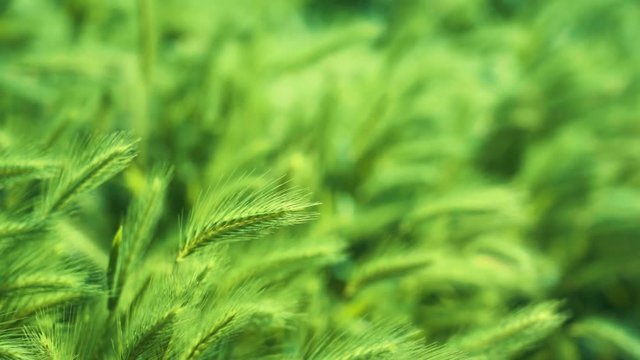 Natural green spikes of foxtail fountain/ swamp foxtail weed grass growing on blurred background on a summer sunny day in the wild nature outdoor. Agriculture flower - Setaria viridis or Wild Millet.