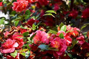 Pink camellias surrounded by green leaves cover a bush. They have central yellow stamen. A delicate spider web can just be seen to one side. Some dead flowers are also on the branches.