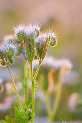 phacelia bee plant fields at sunset