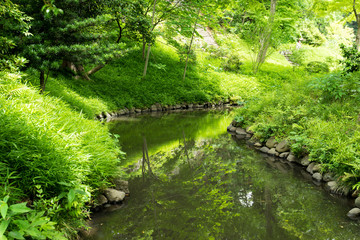 日本庭園の池の風景