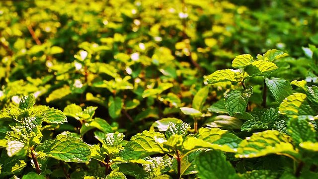 Field of lush green foliage mints leaf plantation in the hot Tropical late afternoon sun