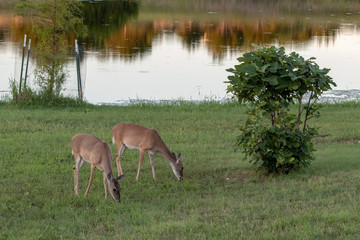 Obraz na płótnie Canvas two deer eating grass