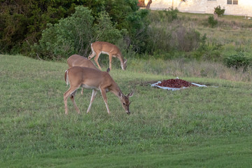 two deer eating grass