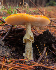 mushroom macro