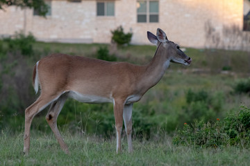 deer near house