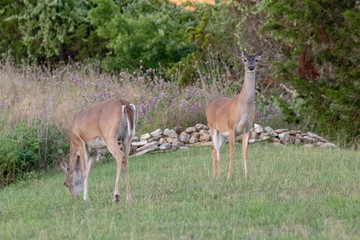 two deer in front of brush