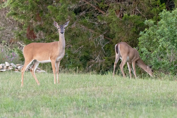 two deer in front of trees