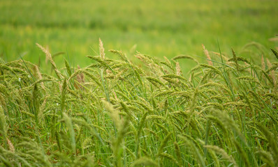 Obraz premium Green meadow under blue sky with clouds and wind blowing in evening.