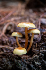 mushroom macro