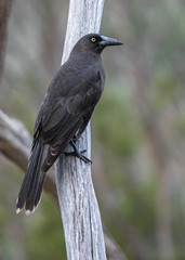 australian currawong